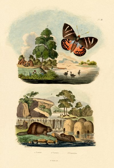 Sun Moth by French School
